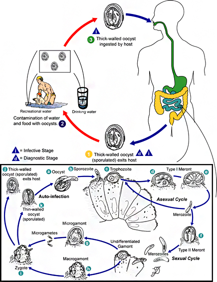 Cryptosporidium  Giardia      